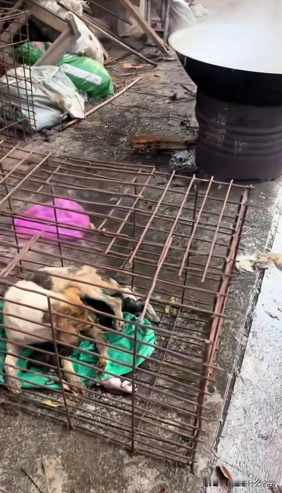 路过狗肉店，看到店门口，铁笼子里的狗妈妈 生下一窝小狗，被关在铁笼子里舔舐着刚刚