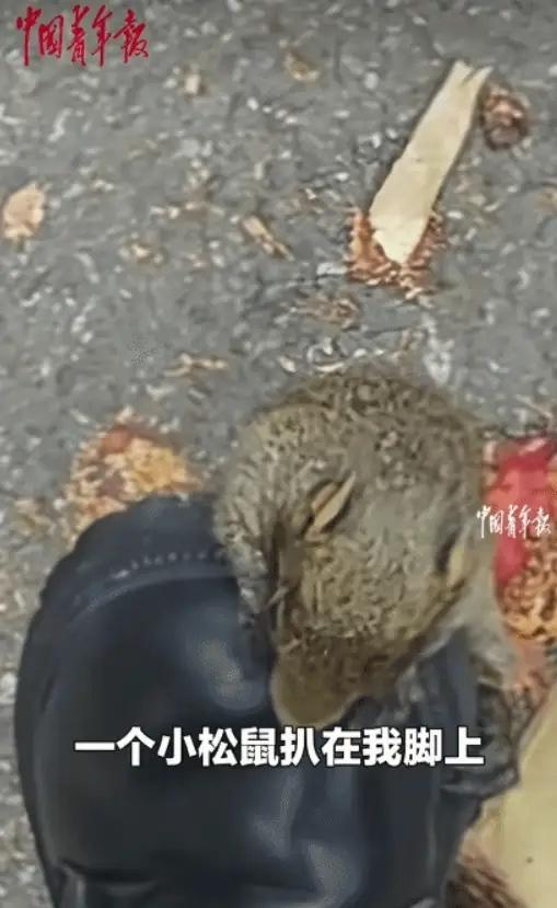女孩赶考遇小松鼠黏脚，暖心举动太治愈

“笑不活了！”四川攀枝花，女孩去考试的途