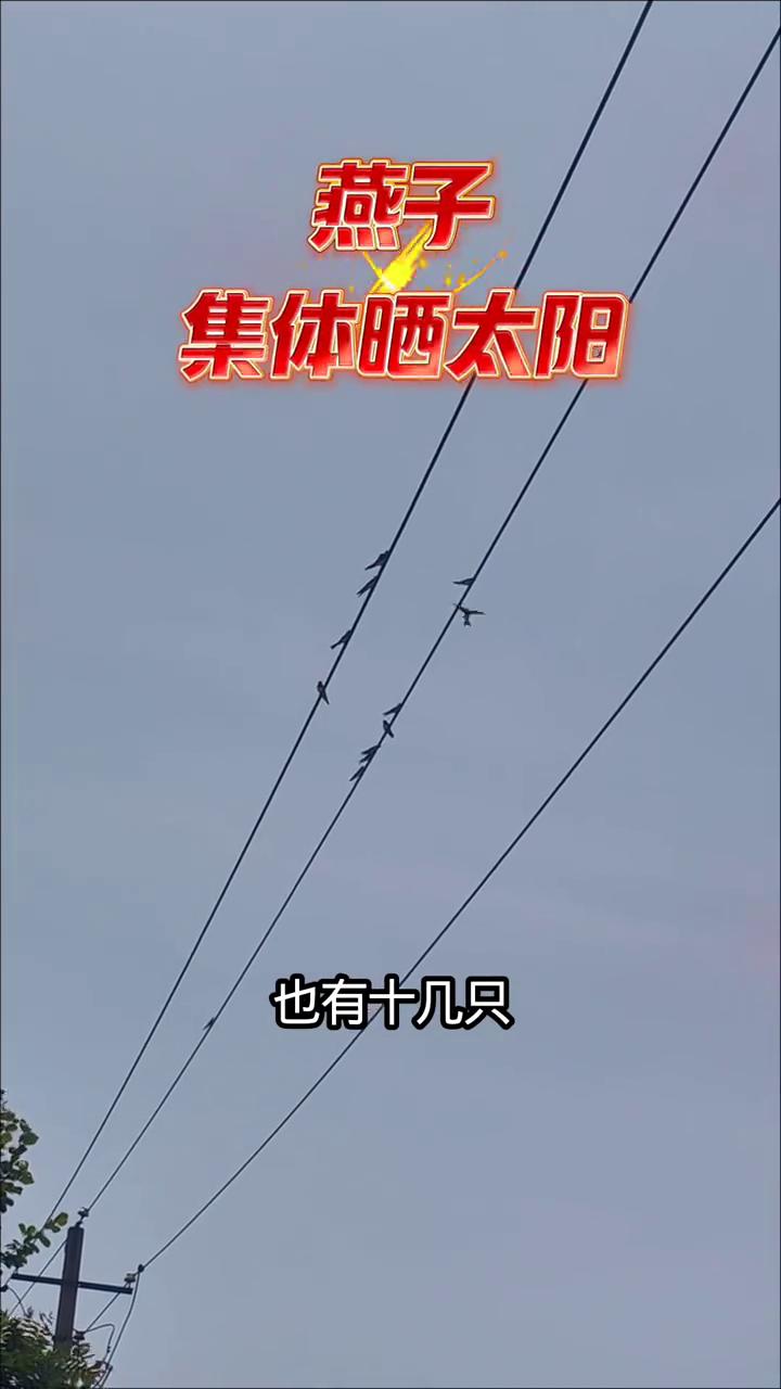 燕子集体晒太阳。
这是在农村电线上看到的成群燕子，燕子也是在这晒太阳，大约也有十