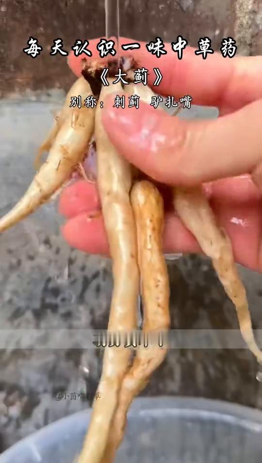 植物科普：大蓟。
小茵唱百草。
每天认识一味中草药：《大蓟》。别称：刺蓟、驴扎嘴