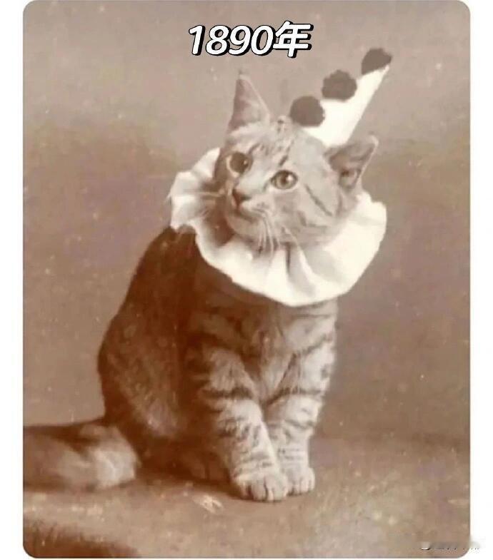 一百多年前的猫猫照，过着比当时普通人还优渥的日子！感叹活得不如一只猫[笑哭]