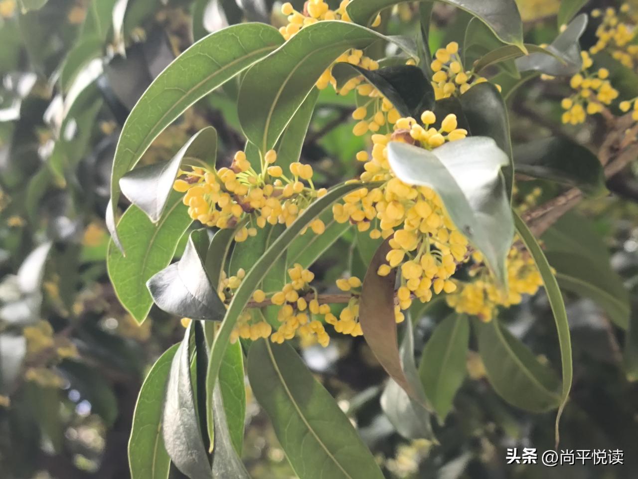 都说桂花迟了十天，可南通人今年闻到的香是“赶”出来的
 
讲真，桂花有没有推迟，