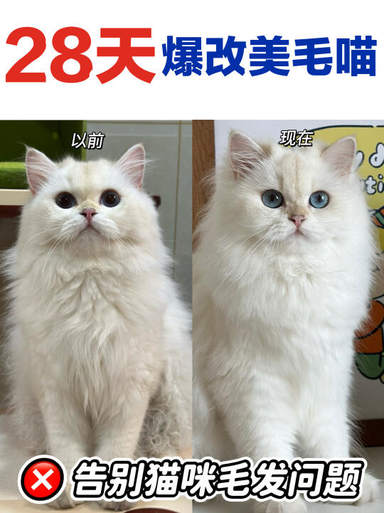 才28天就把我家猫变漂亮了