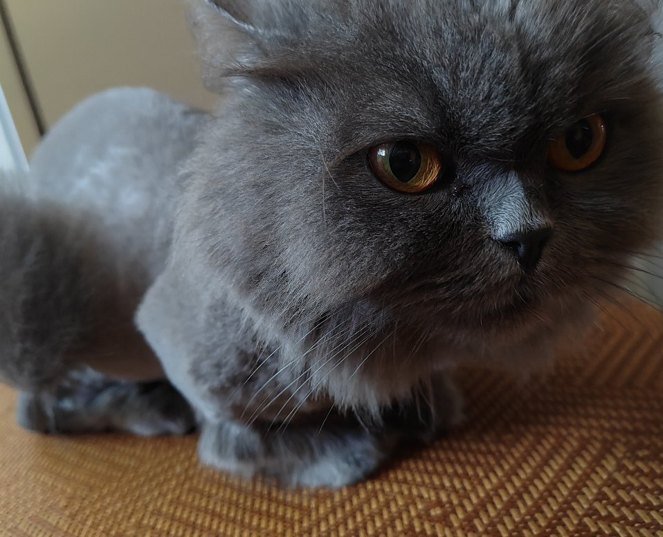 妈呀，丑死了？！好想把猫扔了… 