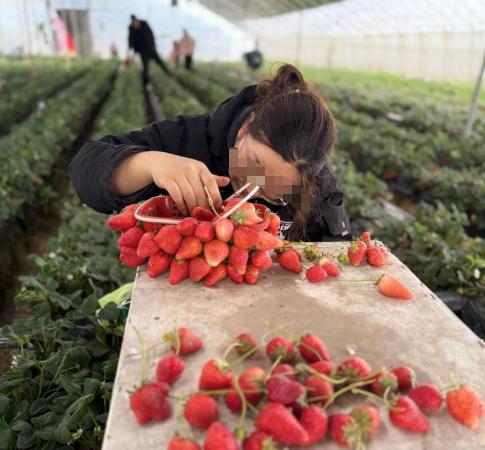 “万万没想到！”安徽一女子带娃摘草莓期间，硬是把最多装6斤的篮子塞出10斤草莓！