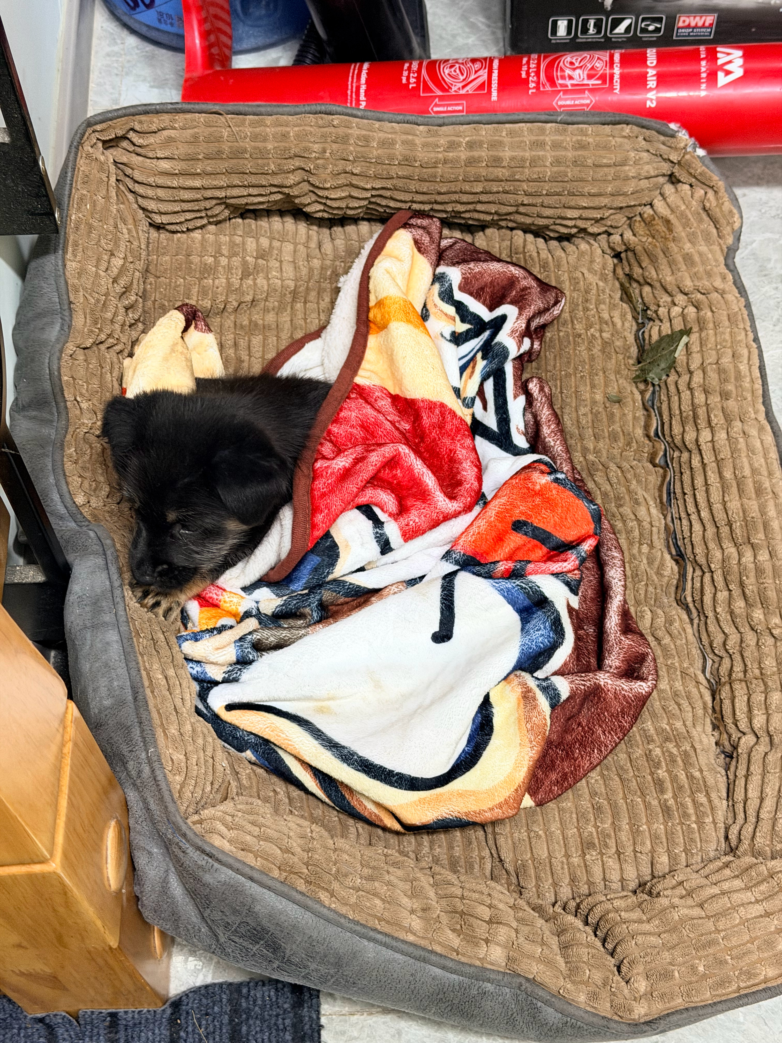 它还小，所以还是不忍心，这么小就当看门狗🐶，还是现在楼梯口睡着吧，挺乖的，天黑