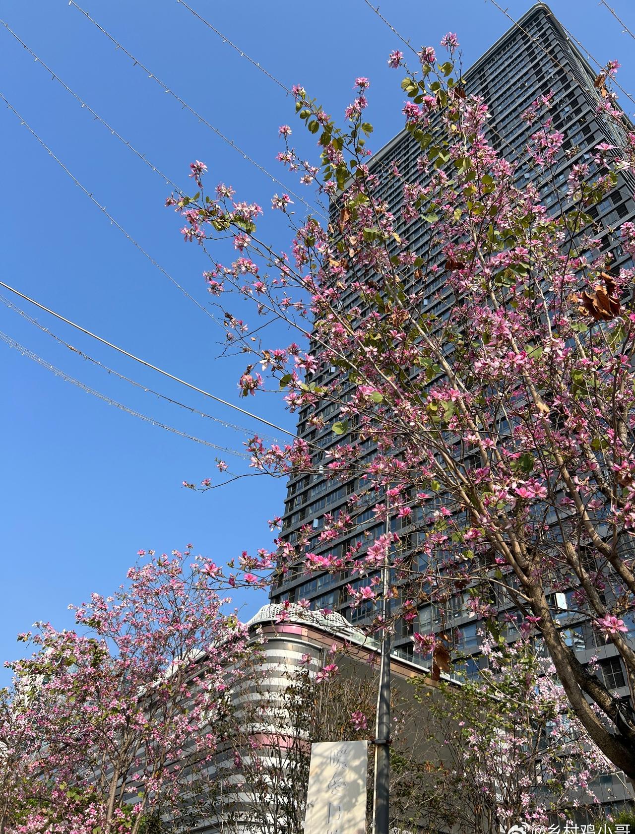 福州天气都是过山车，忽高忽低，忽冷忽热，没有春天，只有夏天和冬天的福州，已经习惯