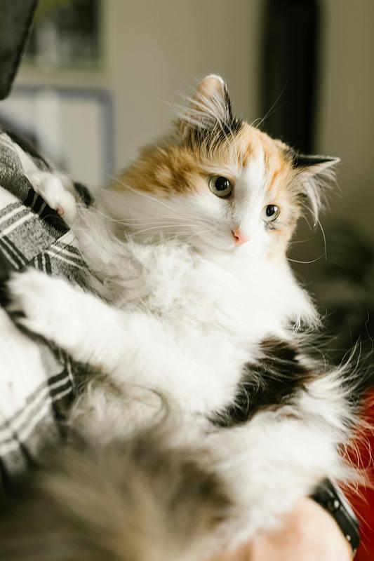 粘人的猫咪就是这样，既有可爱的一面，也有令人厌烦的一面，尤其是在你干活的时候，无