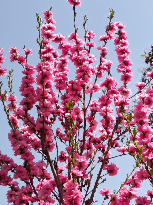 四月的北京，春意盎然，正是赏花的好时节。随着气温回升，城市里各种花卉竞相绽放，给