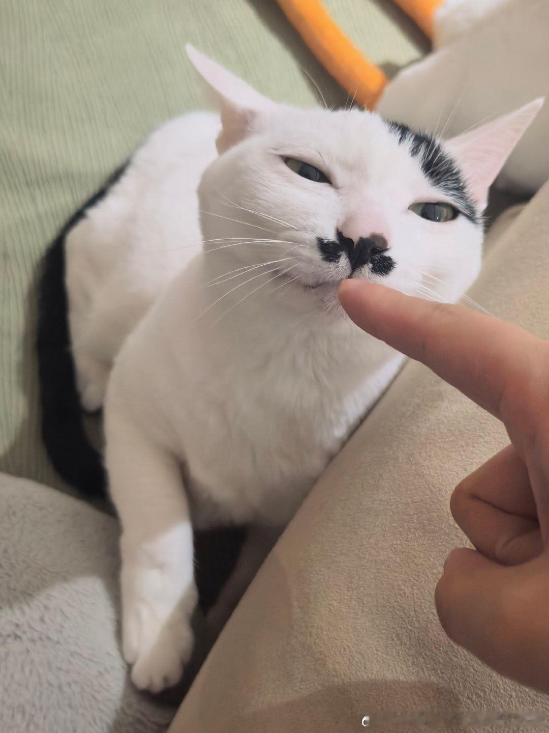 49408【丑猫】朋友说这张丑，哪儿丑了。（掏出第二张） 