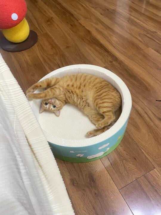 我的小猫真的很会提供情绪价值