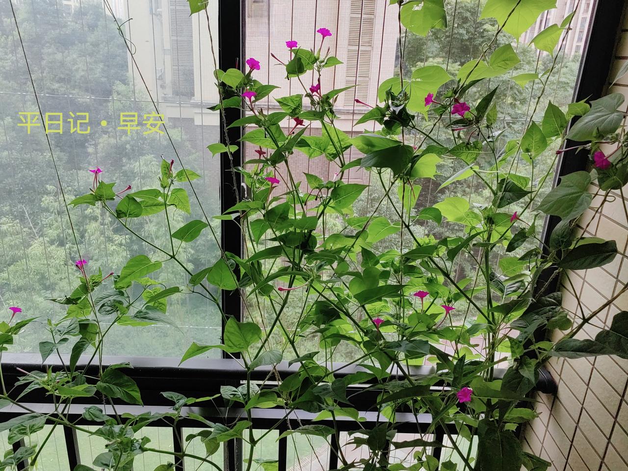 平日记•早安

天地有美，万物有光，花开有时。

愿朝暮风景皆得赏，毕竟人间，心