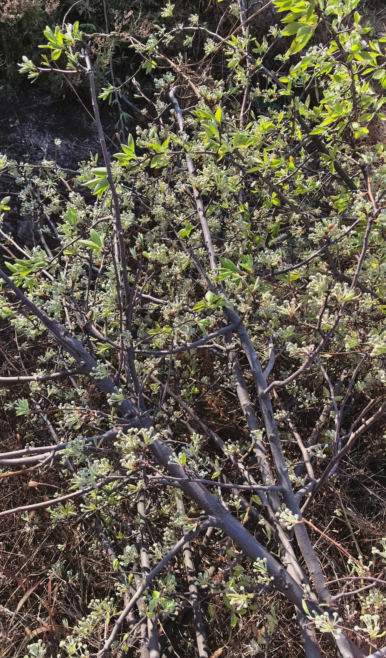 棠梨花 春来有闲且踏青，欣赏漫山野花