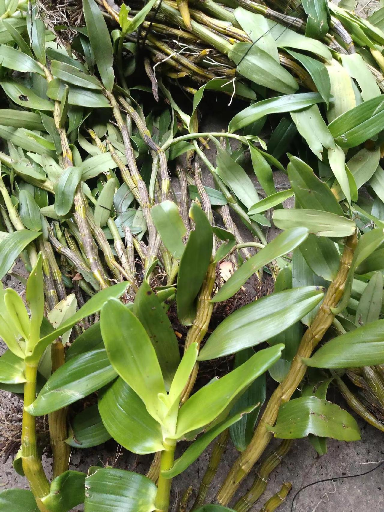 冬天怒金真丑！