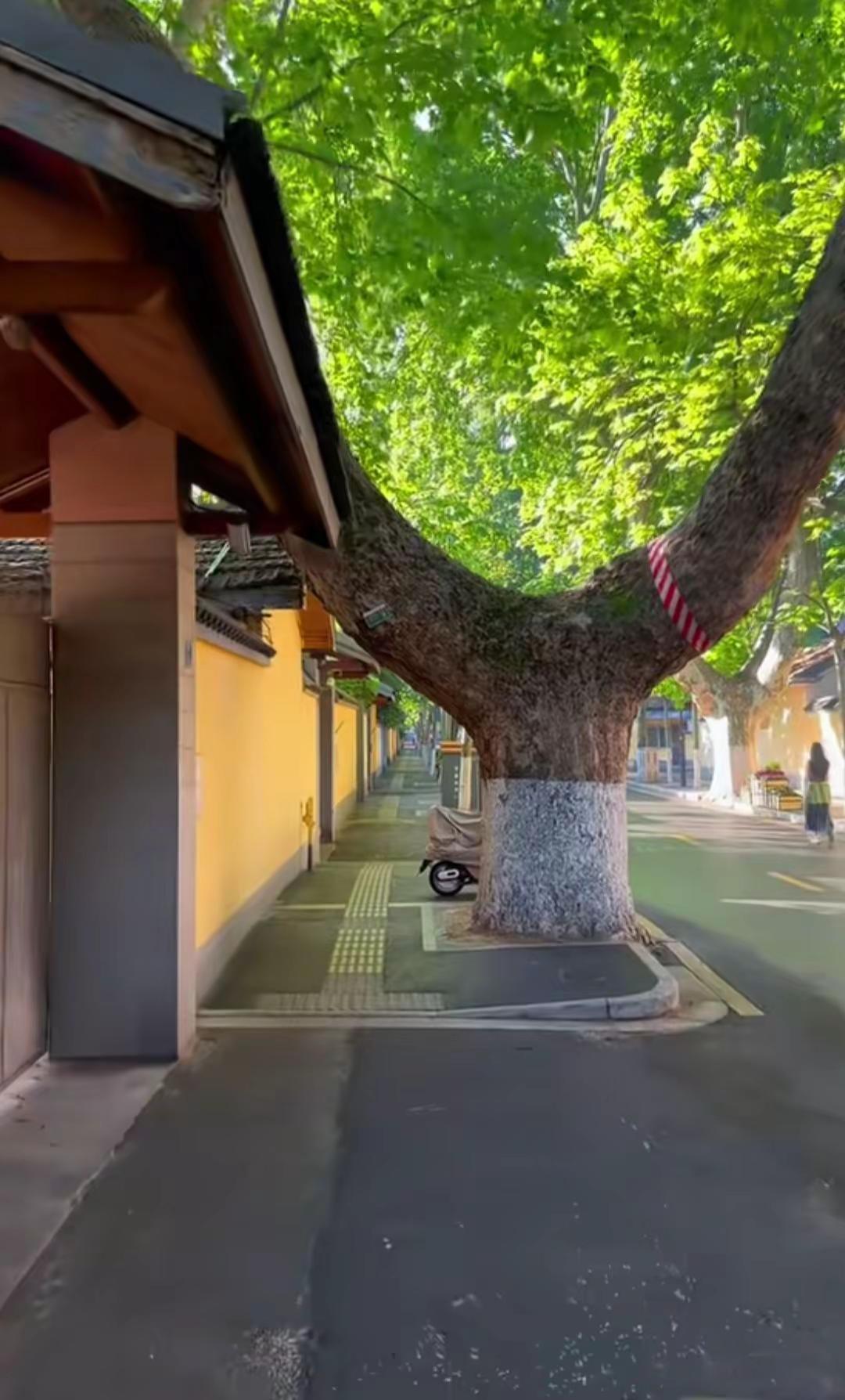 古街古树古建筑，百年古树，绿荫掩映旧时光 🌳✨