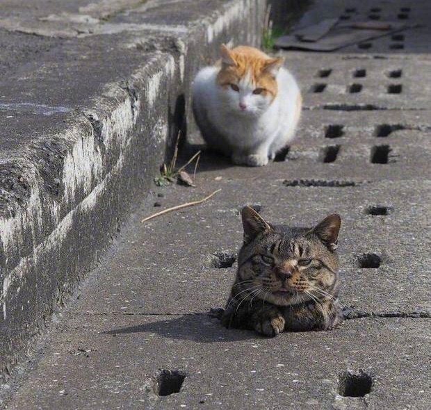 你掉进去了吗？哈哈哈哈等一下我叫其他猫来一起看看[允悲] ​​​