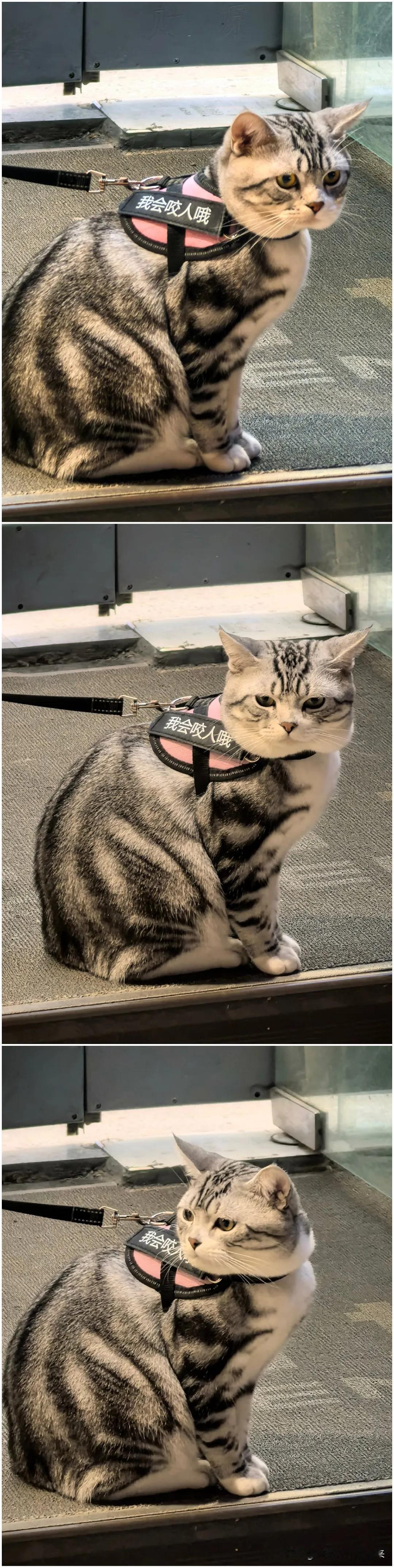 小时候养过三只猫但从来没被咬过。现在人们的生活条件好了，猫咪的生活条件也好了那现