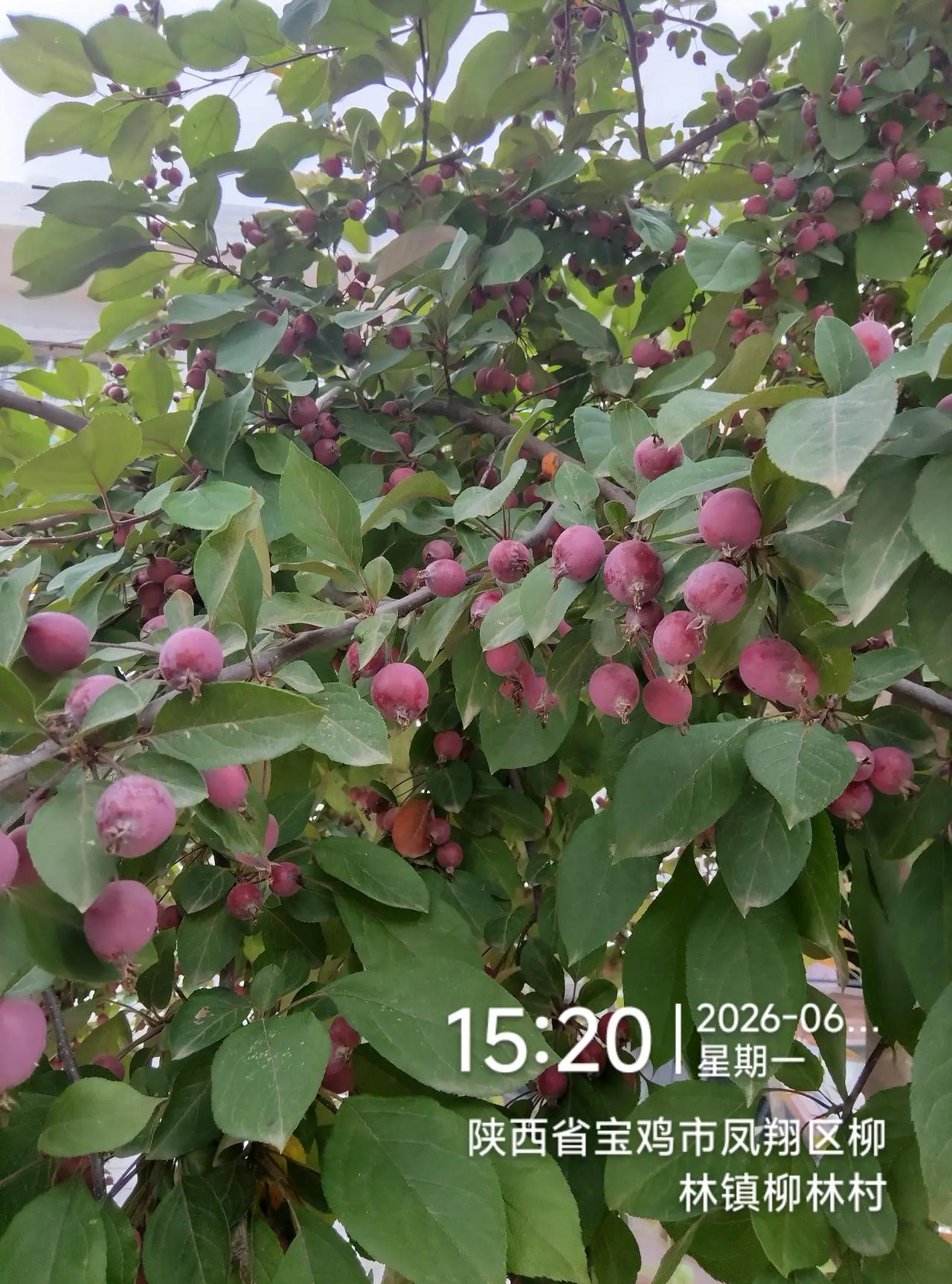 [比心]林國棟