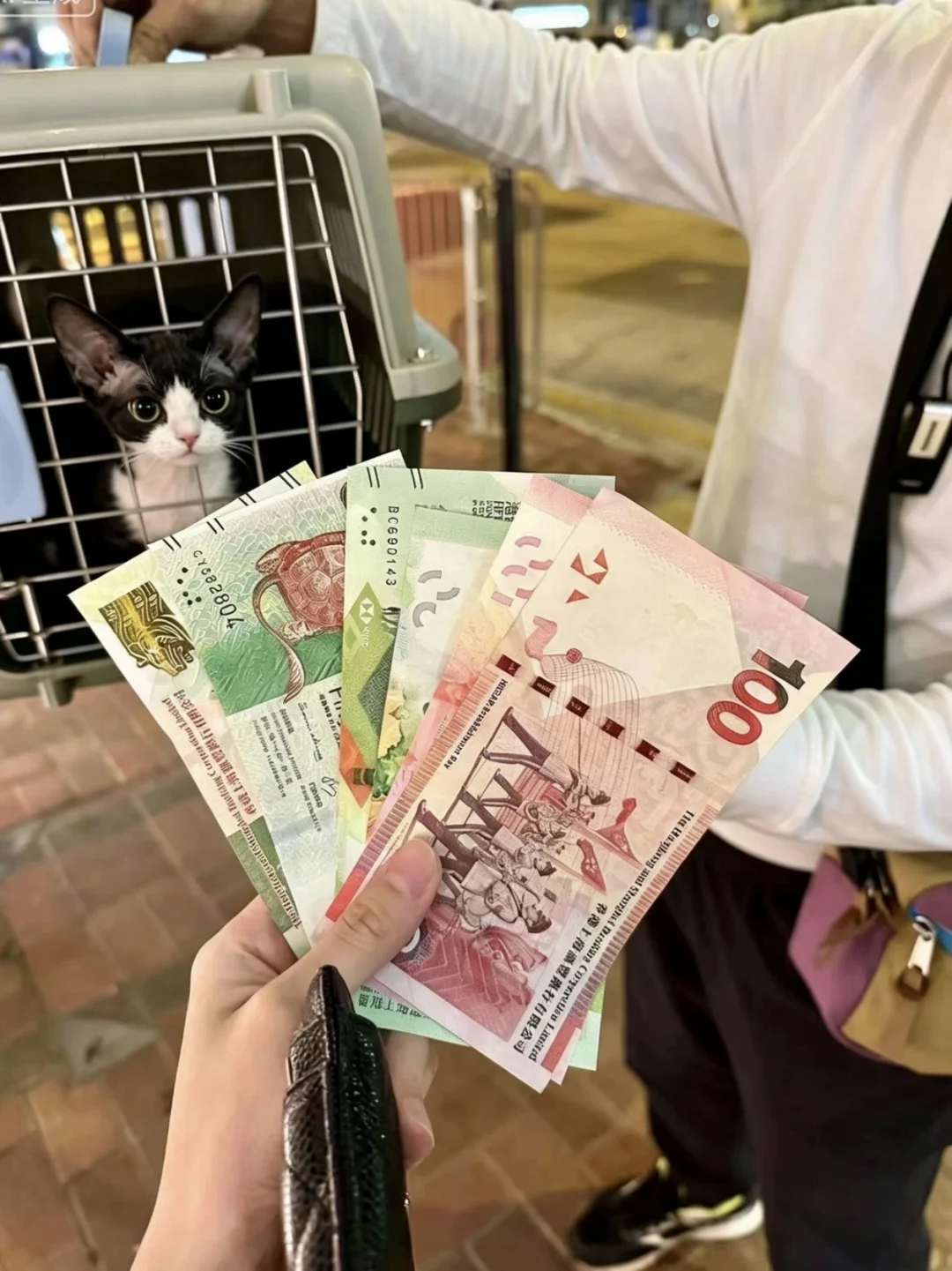 🇭🇰HK可以係街上買到德文貓貓？