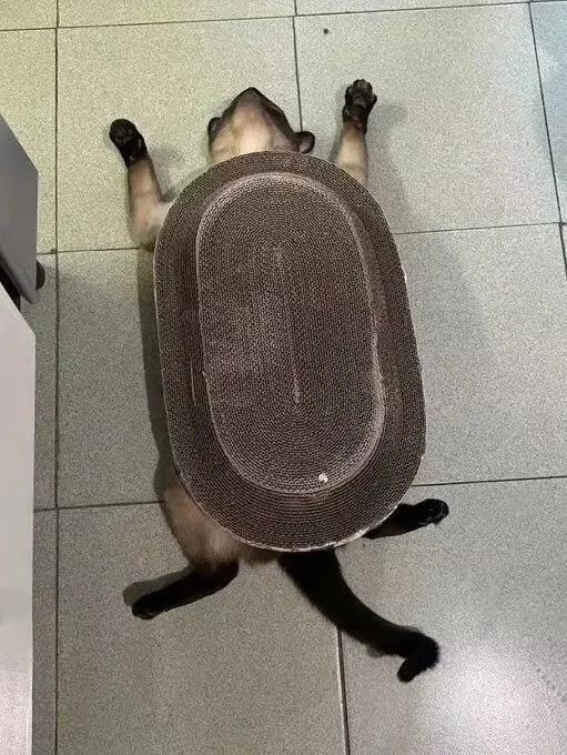 这是个什么物种？？？？