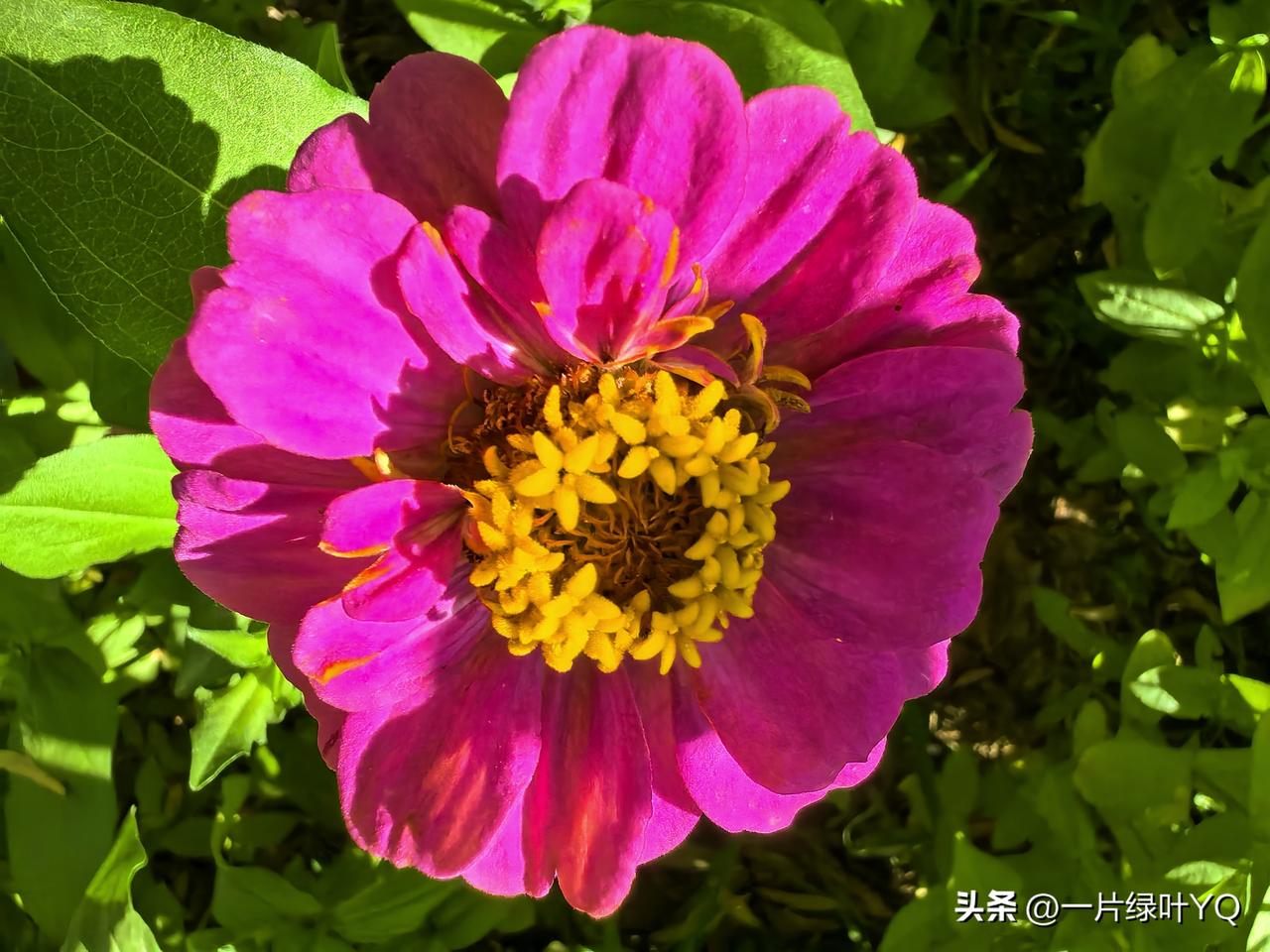 花开悠然自成景，
随手定格夏日温柔。
