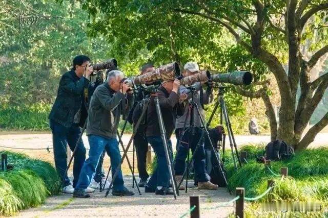 在江城武汉的退休者社区中，老人们热衷于购买专业摄影装备，捕捉鸟类的美丽瞬间。长焦