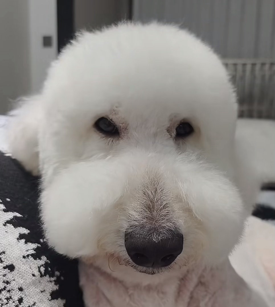 小七宝每天鬼迷日眼的在这什么意思 