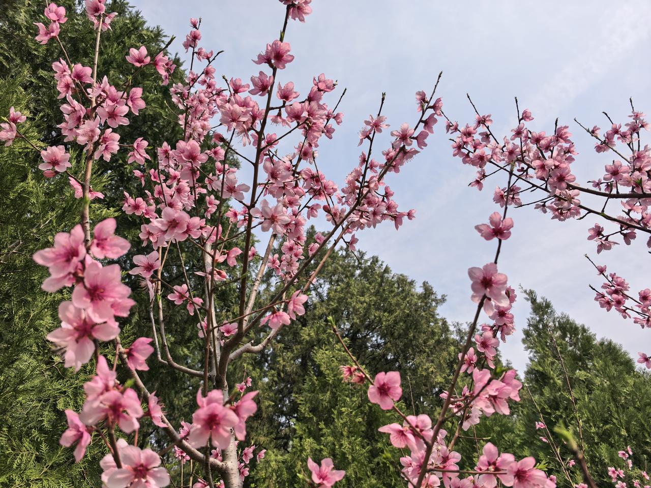 记录我的2026桃花娇艳。