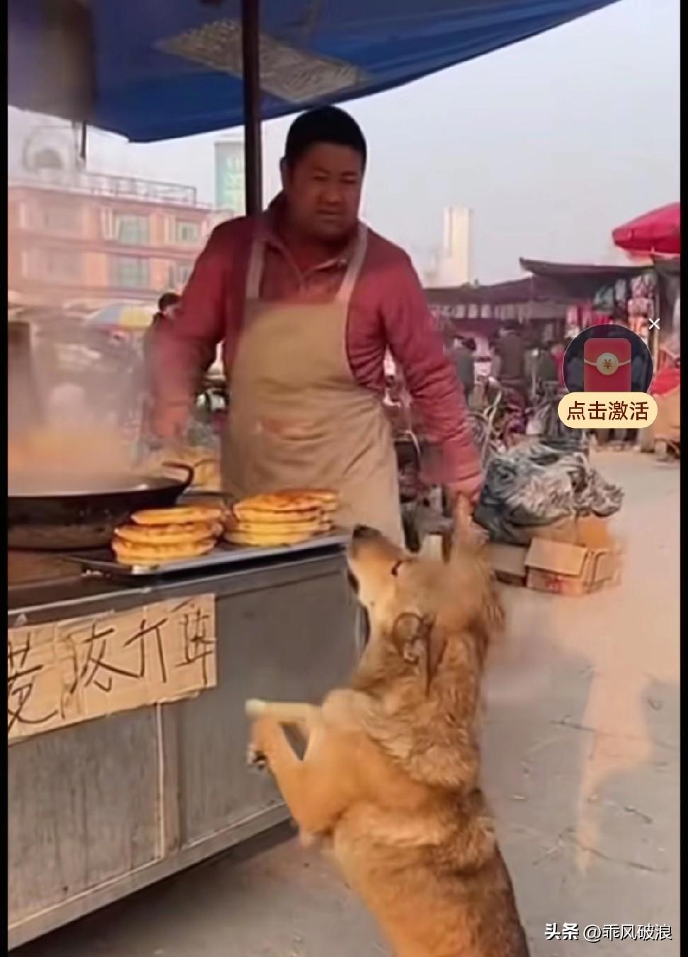 还在坐月子的流浪狗妈妈，为了孩子，十分礼貌地向摊贩老板讨口饭吃。没想到，摊贩老板