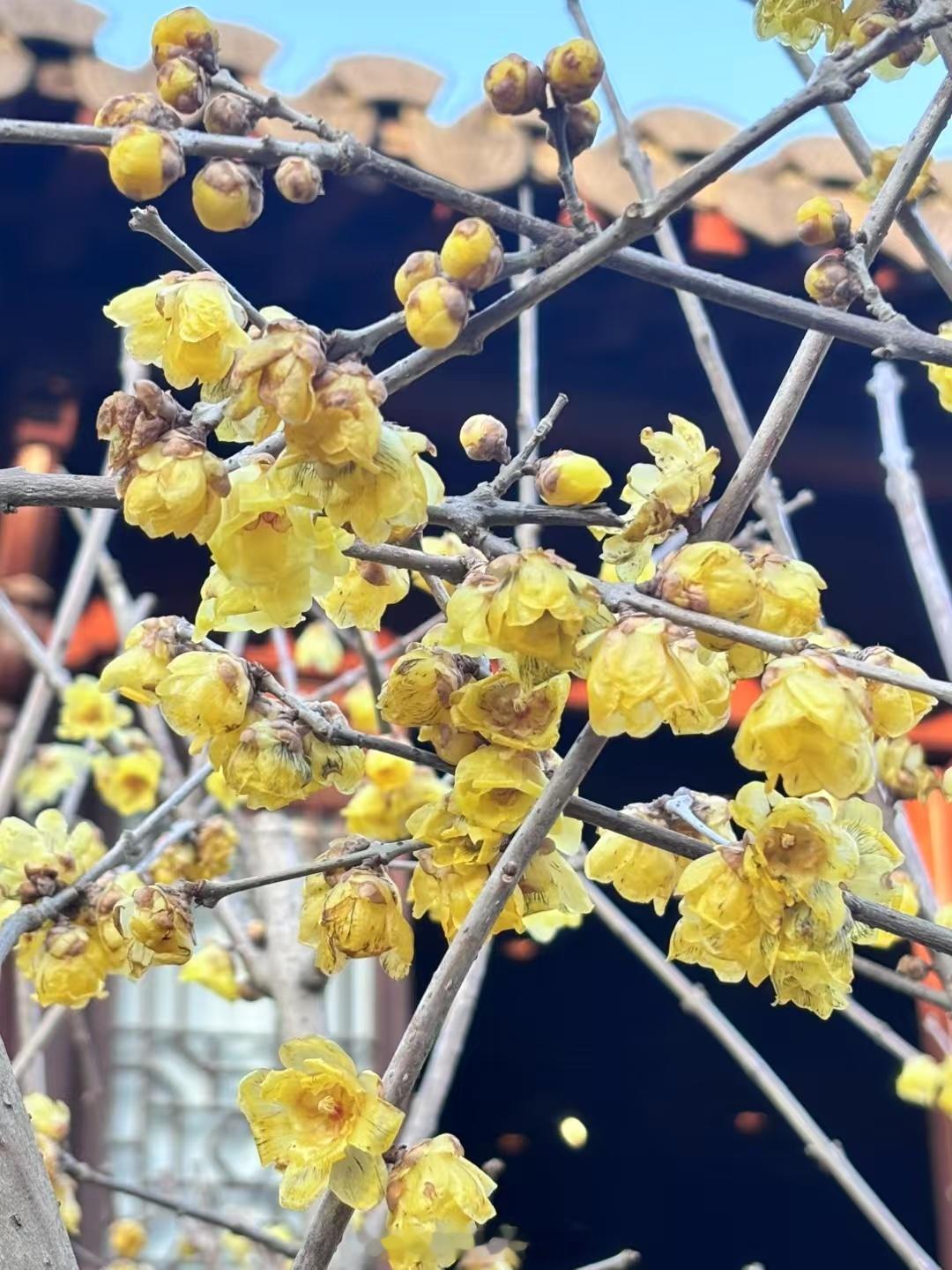 雨水  雨水至，春信来，周末出游惊喜地发现，腊梅已经开了，金黄的花瓣剔透似玉，新