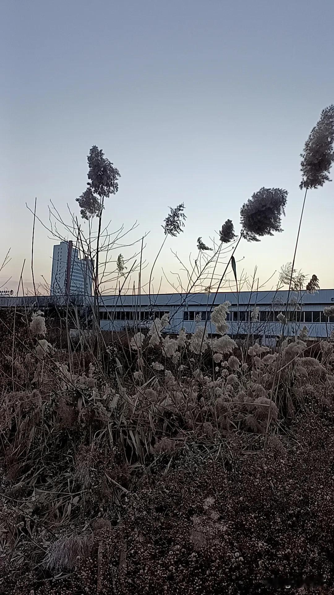 城市荒芜之地
有人种植了蔬菜
几朵芦苇花随风飘荡