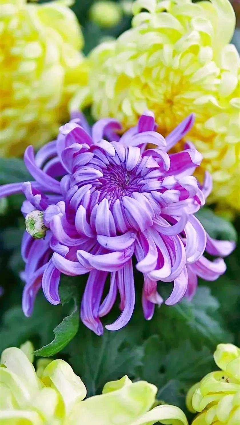 赞秋菊

走进菊花园
一股淡淡的清香
侵人心房
让人无比兴奋
兴趣高涨

形态各
