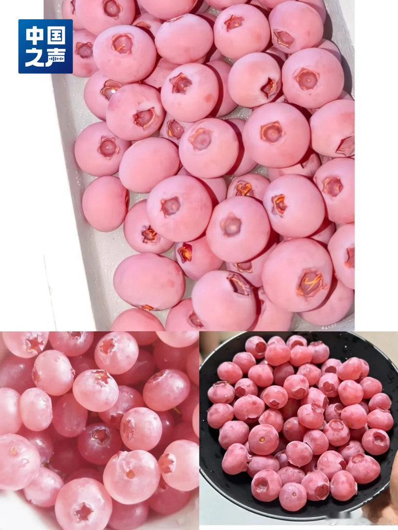 未来可能吃到粉色黄色红色蓝莓口感、味道跟现在的有什么不一样吗？但从颜色来说，并没