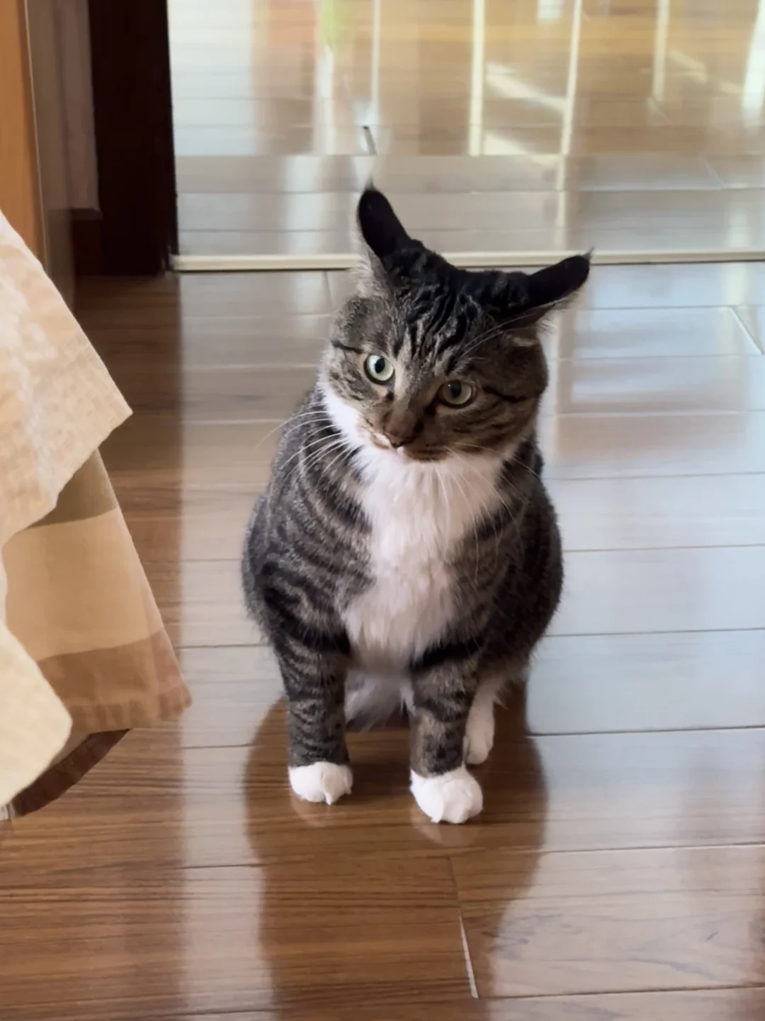妙脆角起立，秒变小猫头鹰