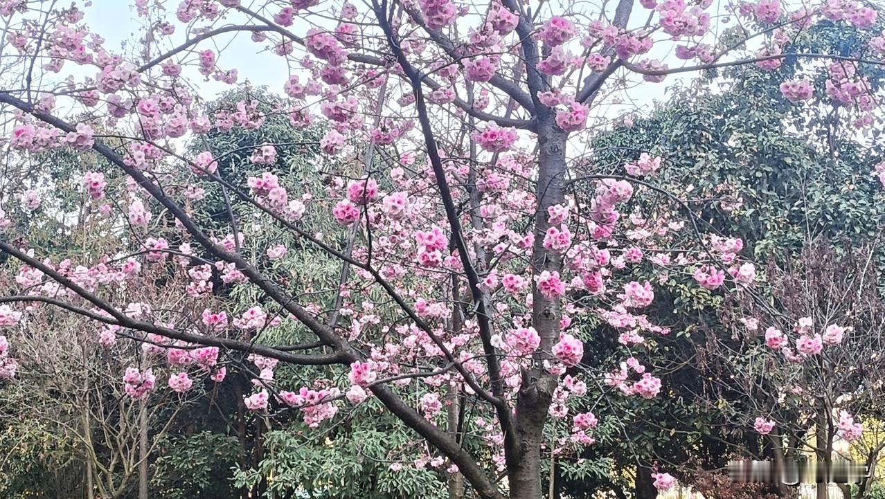 回湖南株洲过年两个月，再到昆明已是樱花盛开的季节。莫道人行早，更有早行人，昆明的