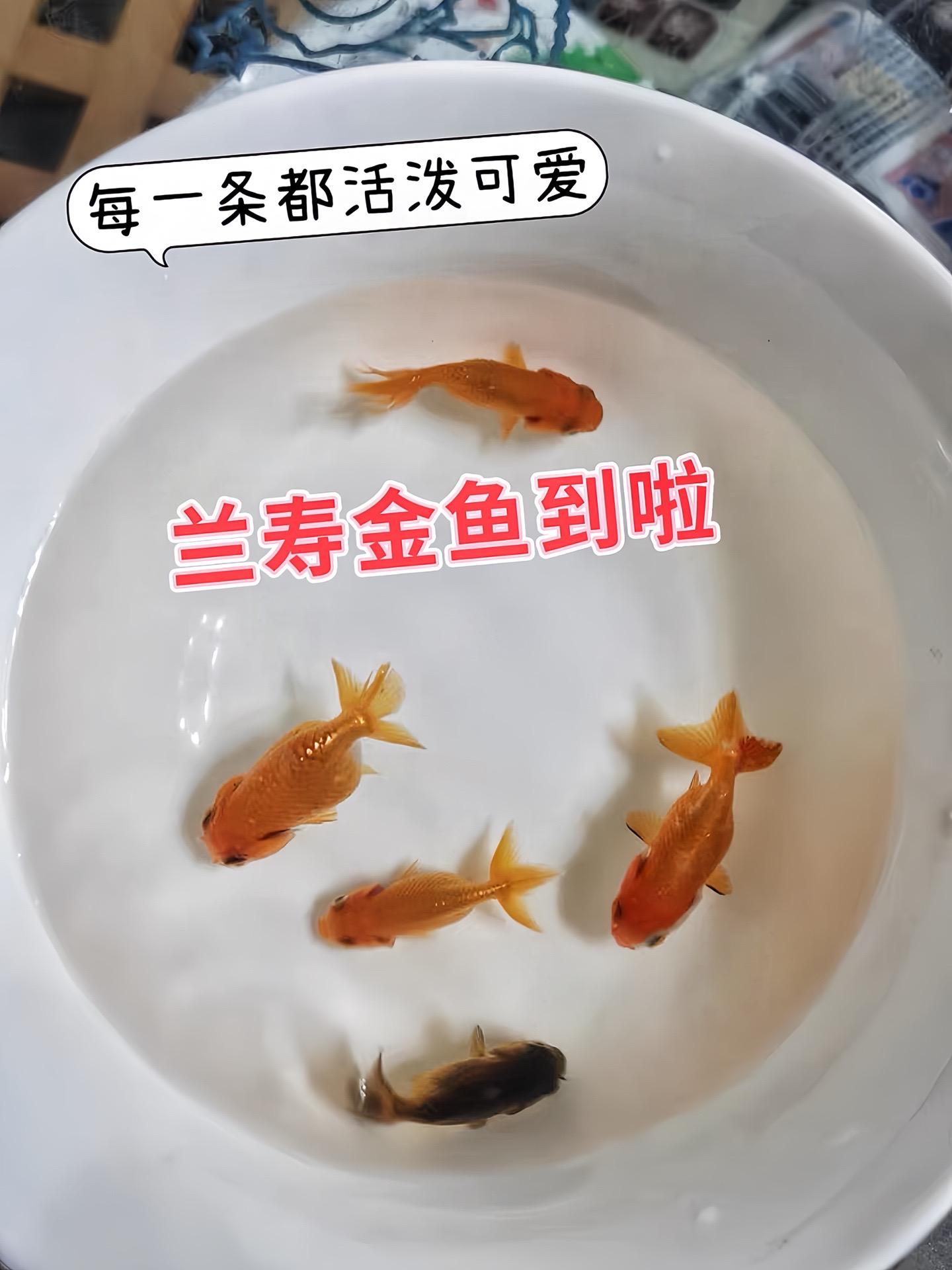 新手养鱼不踩雷！兰寿金鱼超省心，对水质水温不挑剔，杂食属性，随便喂都能...