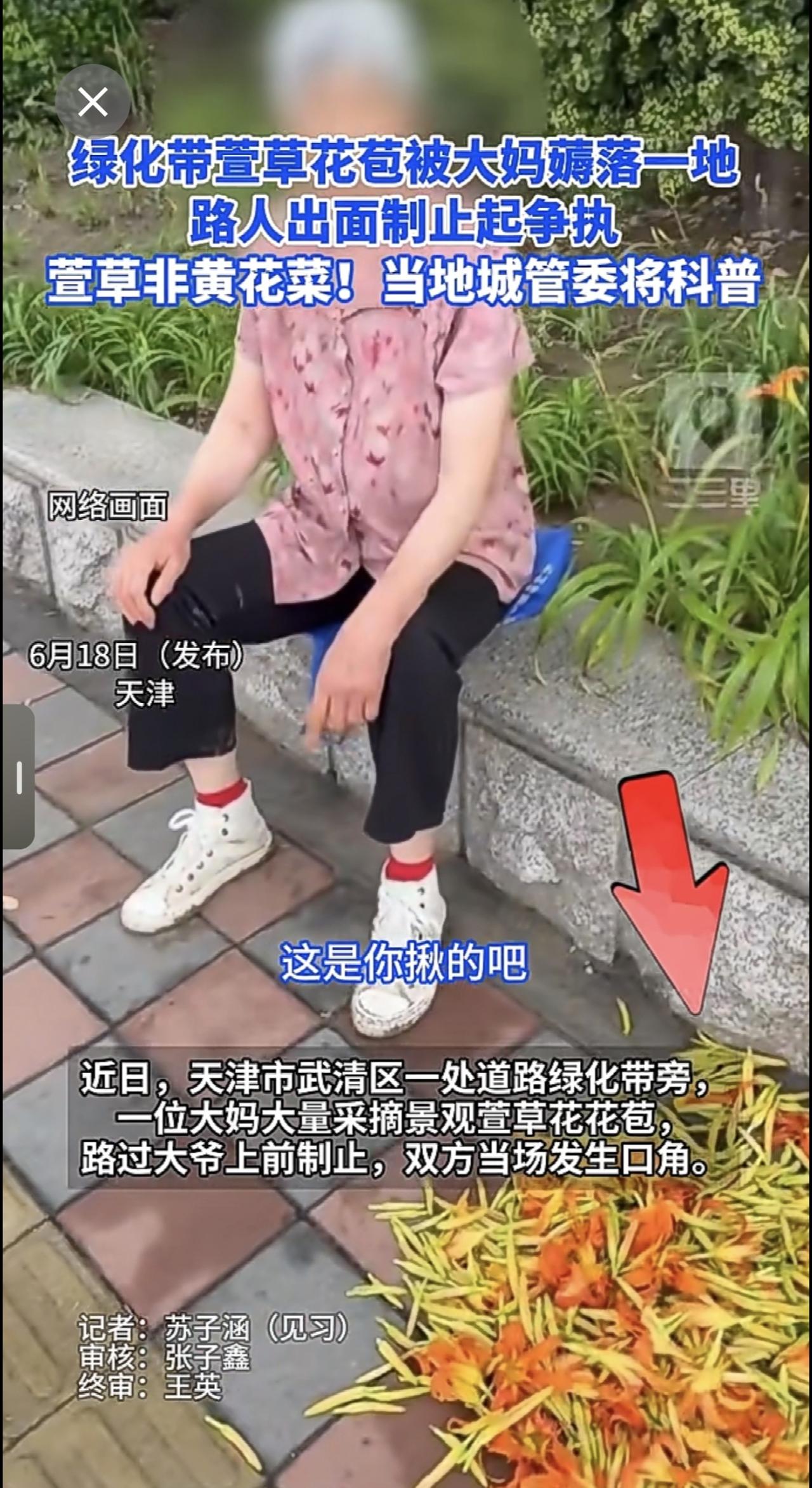 绿化带萱草花苞被大妈薅落一地，路人出面制止起争执，萱草非黄花菜！当地城管委将科普