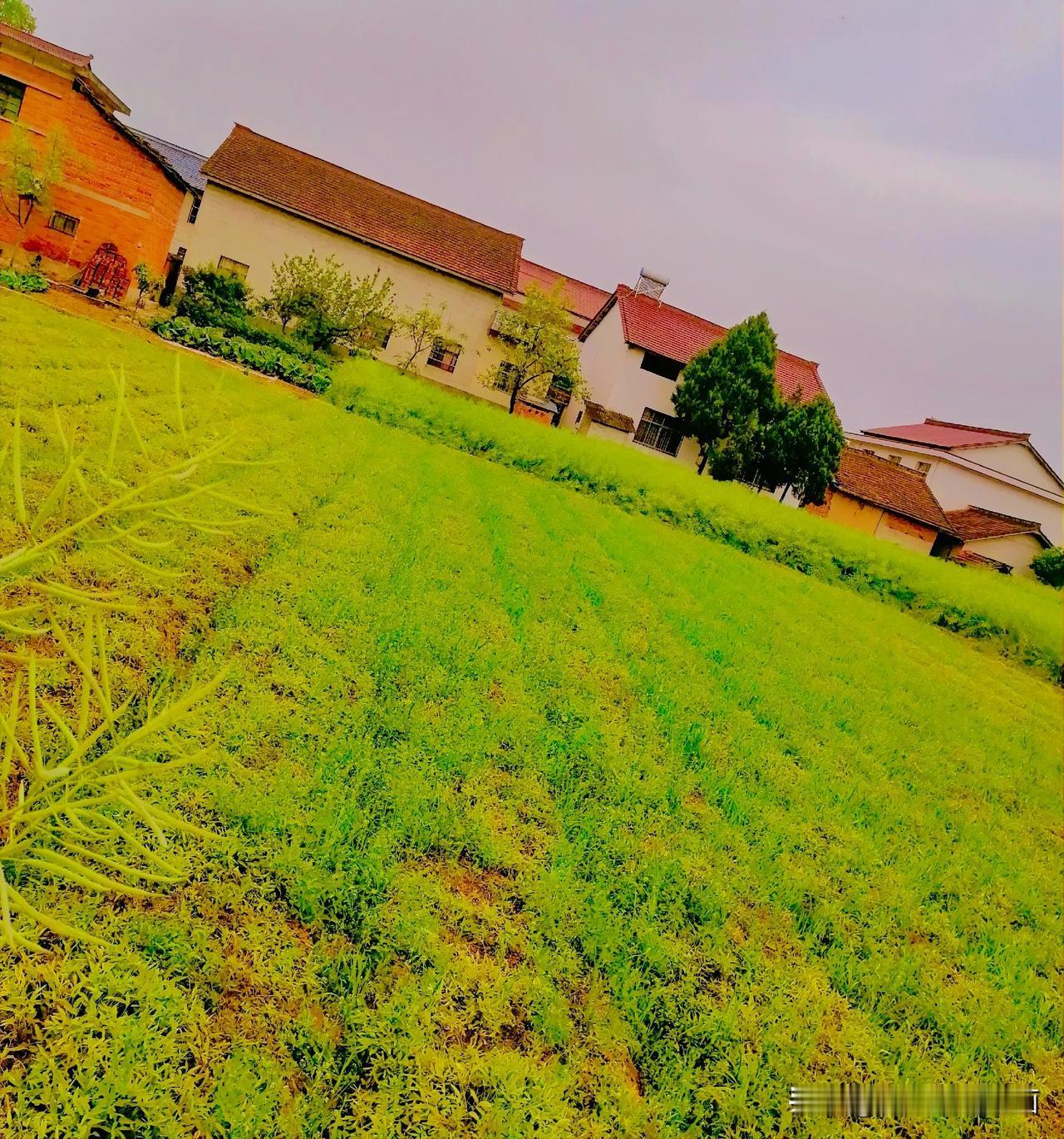 《乡村美景（李林4月16日摄于汉中城固）》