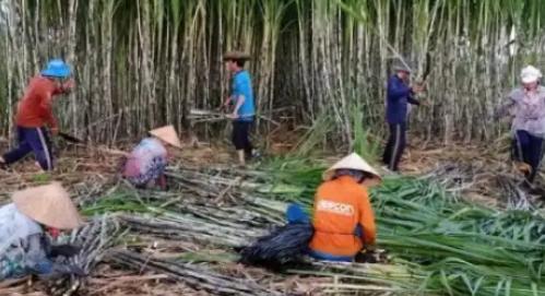 越南变化确实大，以前喊越南人过来广西砍甘蔗，一天50元人民币，后来变100人民币