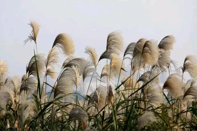 “萧萧江上荻花秋”这句词出自宋代贺铸的《眼儿媚·萧萧江上荻花秋》，全词内容如下：