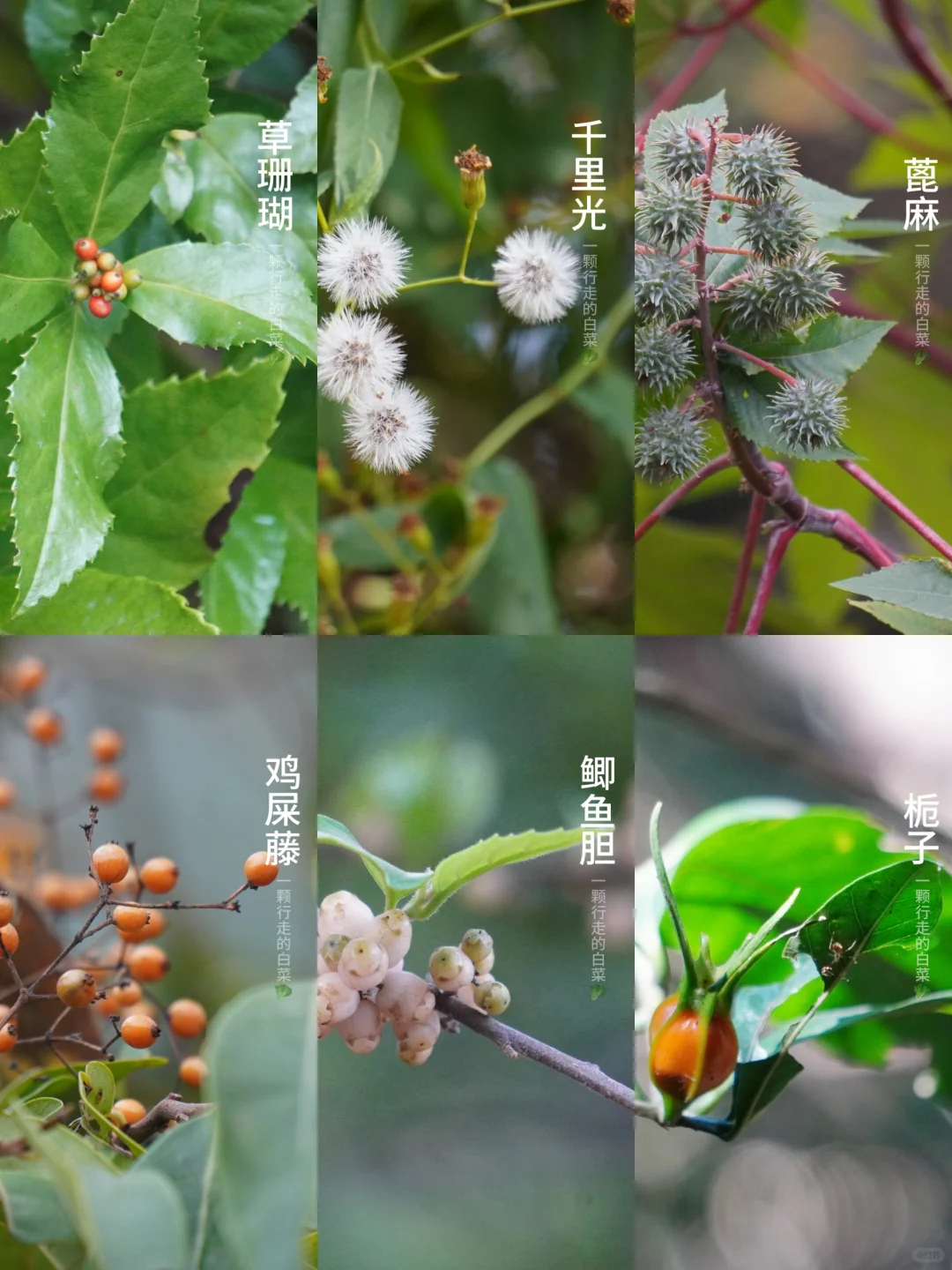 秋季果实图鉴2️⃣｜找果实是秋日头等大事