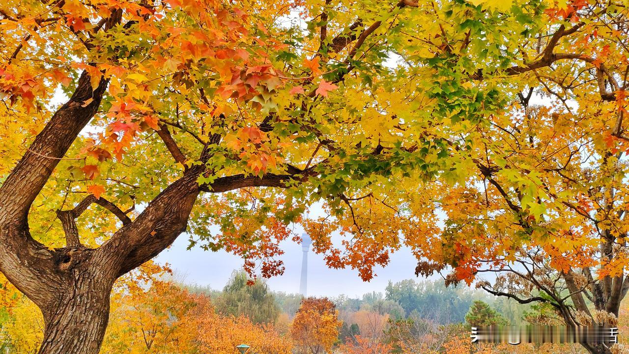 第一次走进玉渊潭公园欣赏秋色，像无意间掀开了一本被时光浸染的画册。甫入园，略带清