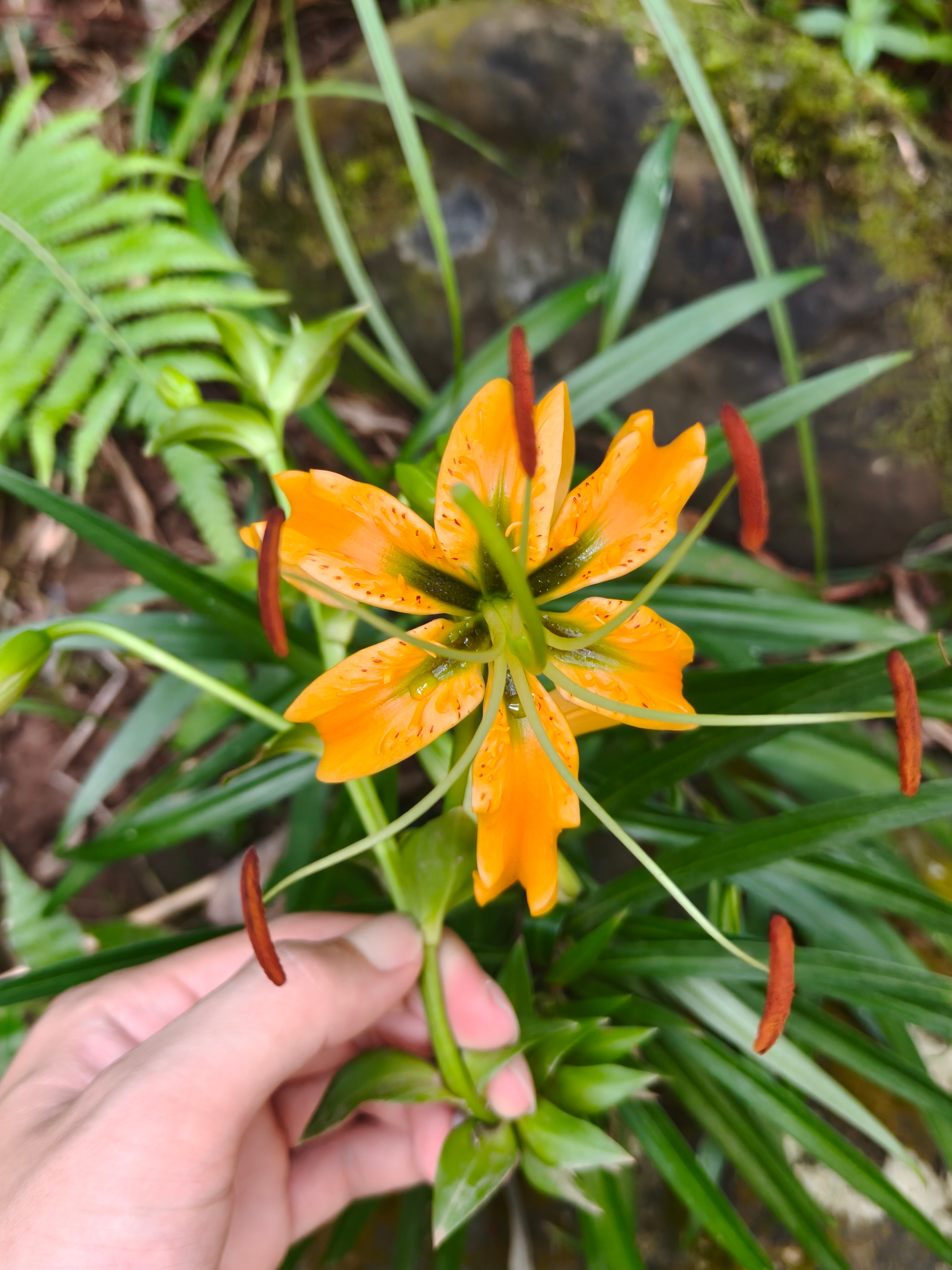 今天上山游玩路上看见了一朵金花🌸有谁知道这是什么花么？？ 昭通