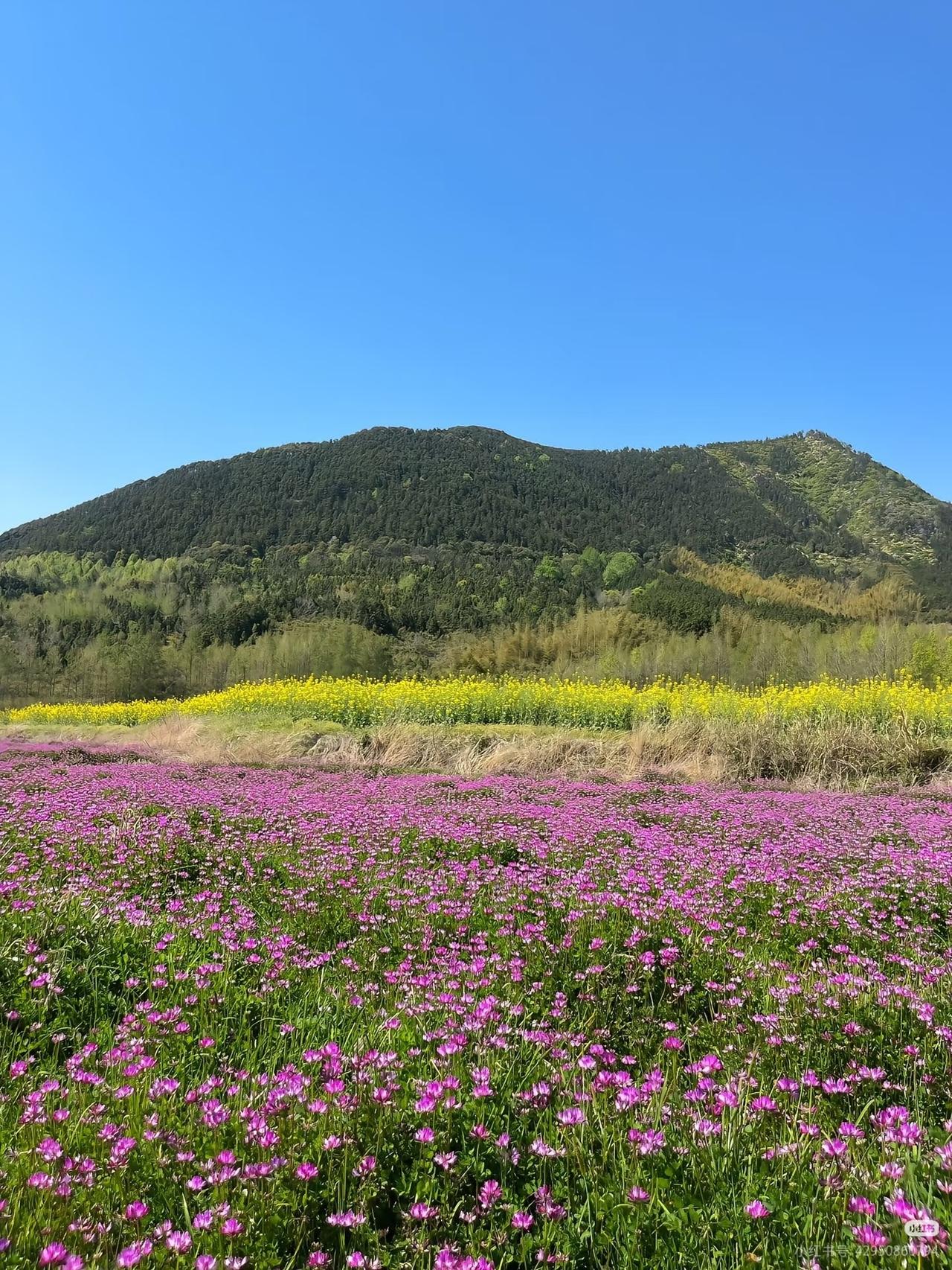 蓝天为幕，青山为邻。
眼前漫开大片粉紫花田，远处又铺着明亮的金黄，风里全是暮春独