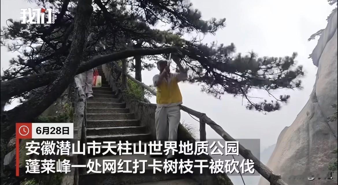 游客吊在树枝上拍照，身子悬空，树枝晃晃悠悠。然后景区把树枝锯了。

天柱山蓬莱峰