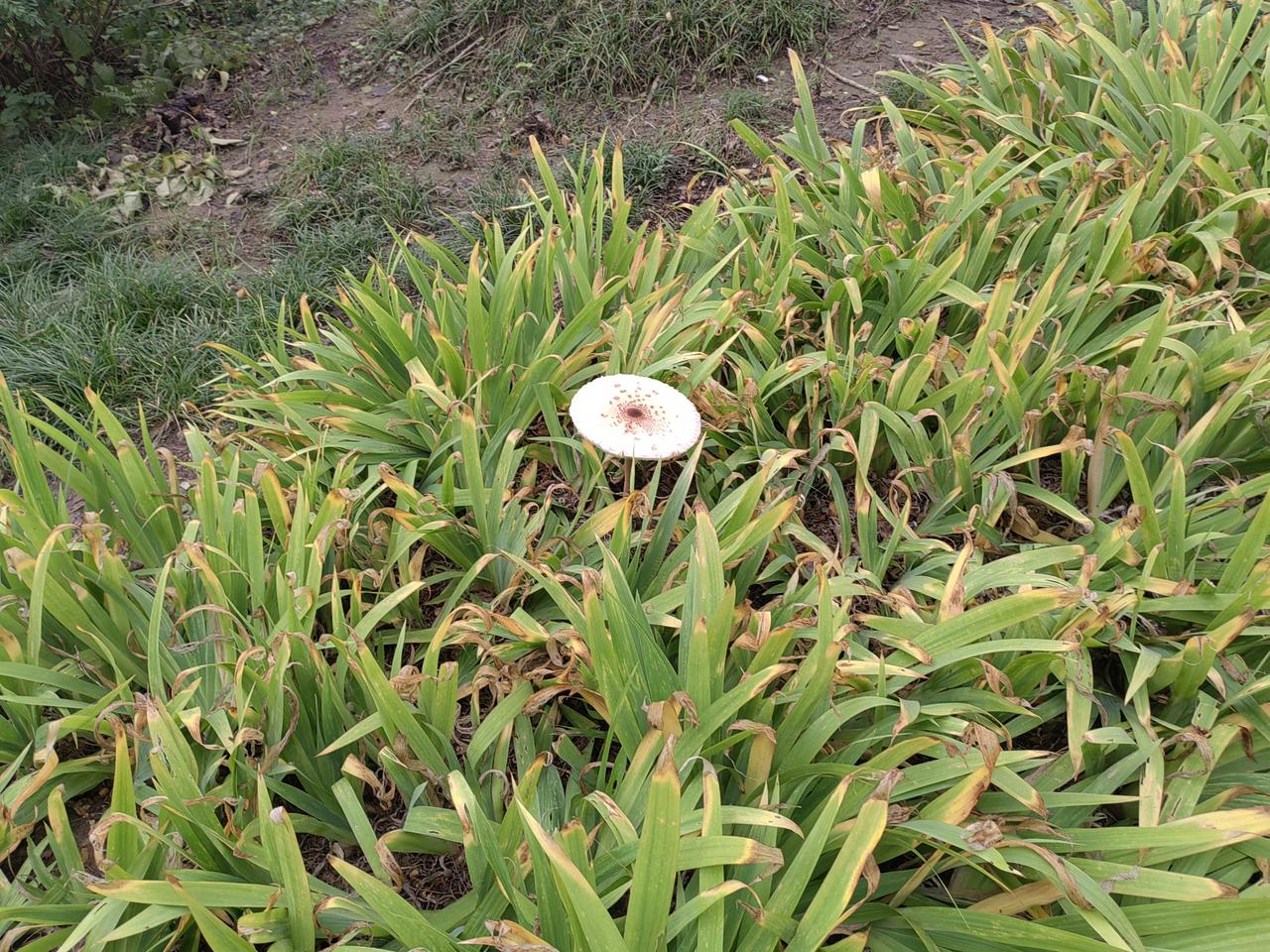 发现一张“大饼”[大笑]
今天早晨在太白湖景区晨练时，发现了一张“大饼”。其实是