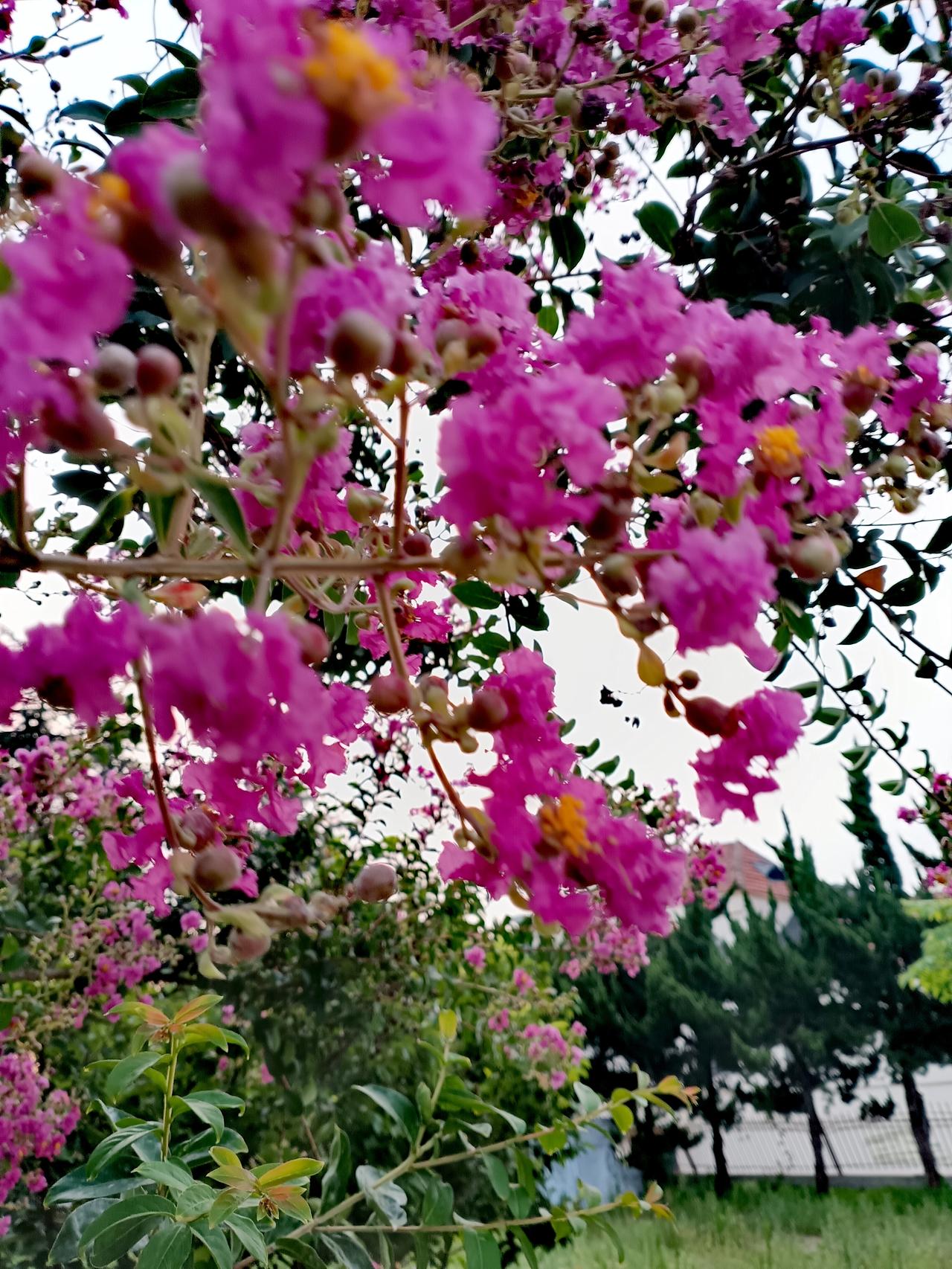 艳红紫薇缀满枝头，柔瓣随风轻摇，在庭院间晕开夏日温柔的浪漫。