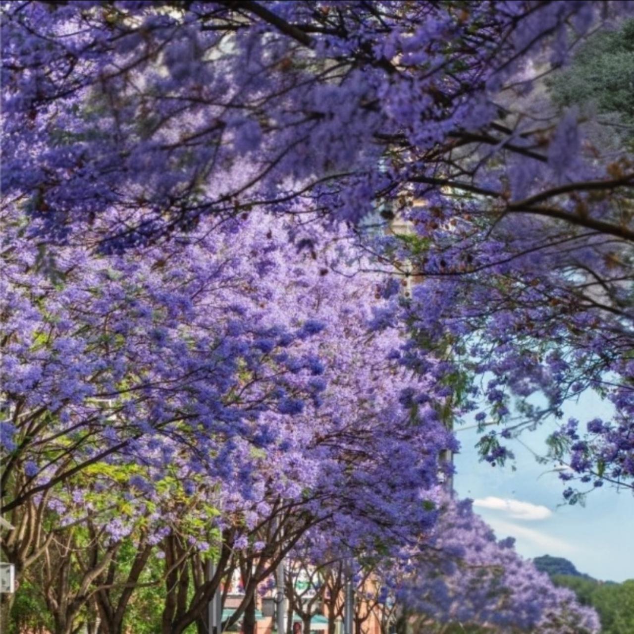 赏花观景：紫气盈盈
看图说话：
紫花盛开紫气升冉，
紫气东来财运满满。
紫花满径