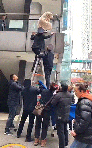 这么高的距离，总算安全的救下来了