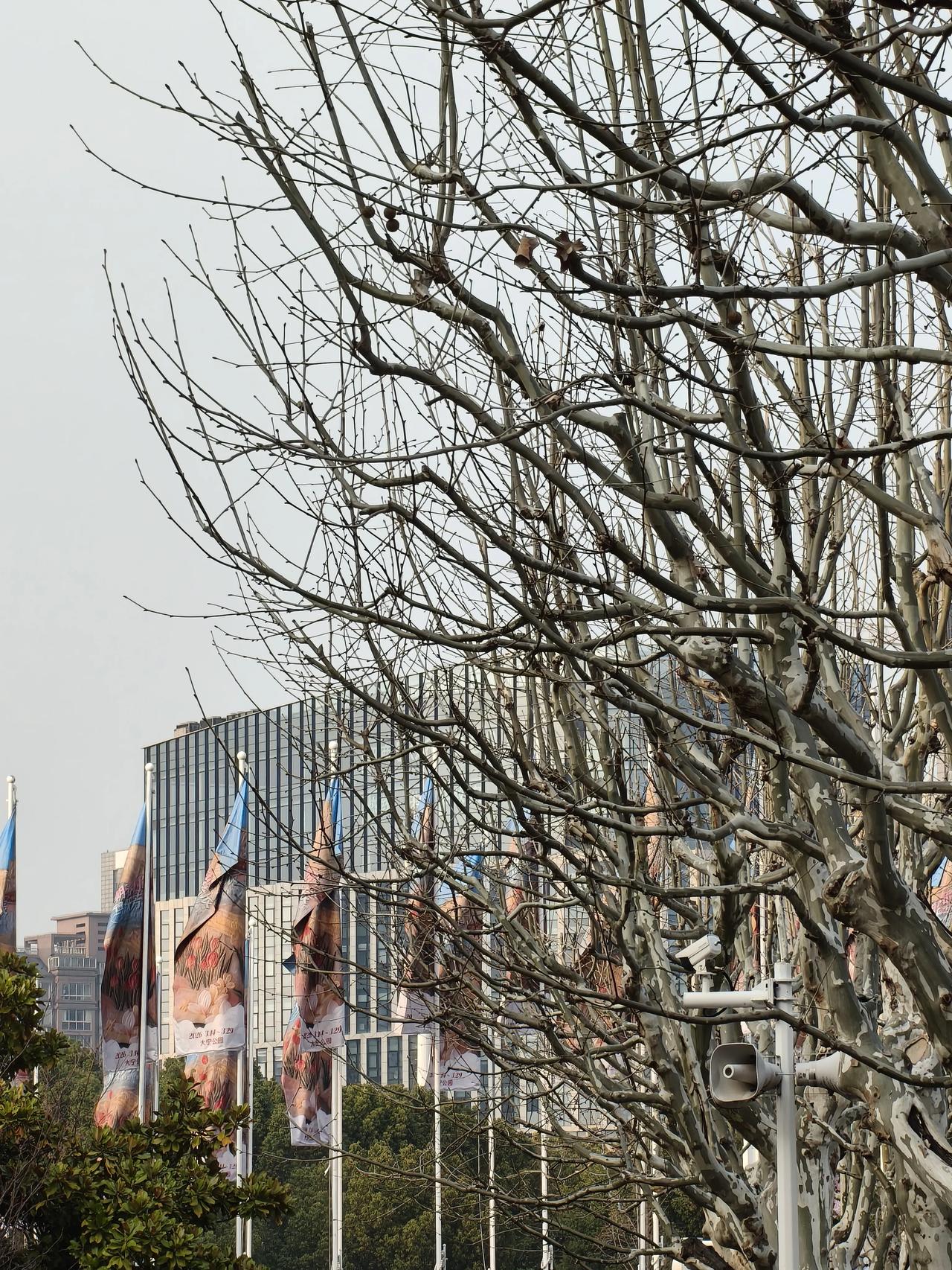 大宁灵石公园这块花镜布置的不错，真花假花🌸看上去都非常鲜艳～[大笑][大笑][